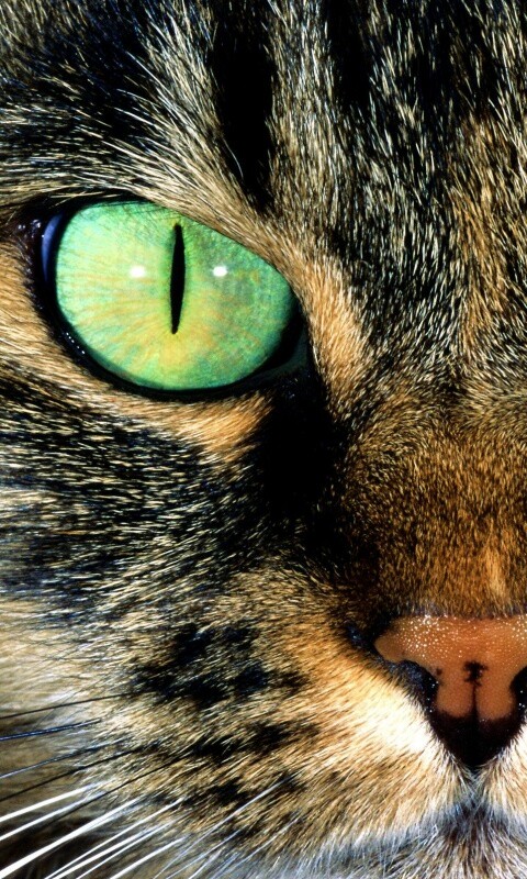 Кошачья морда обои