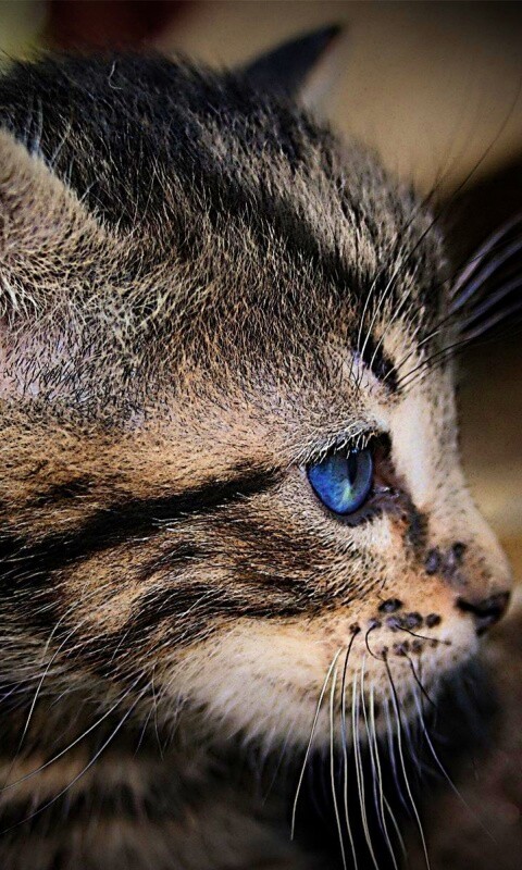 Котенок с голубыми глазами обои