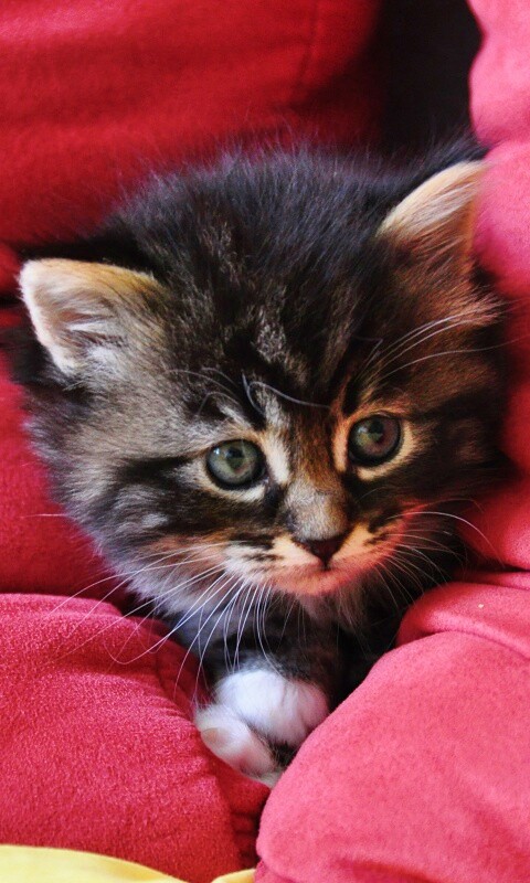 Котенок в подушках обои