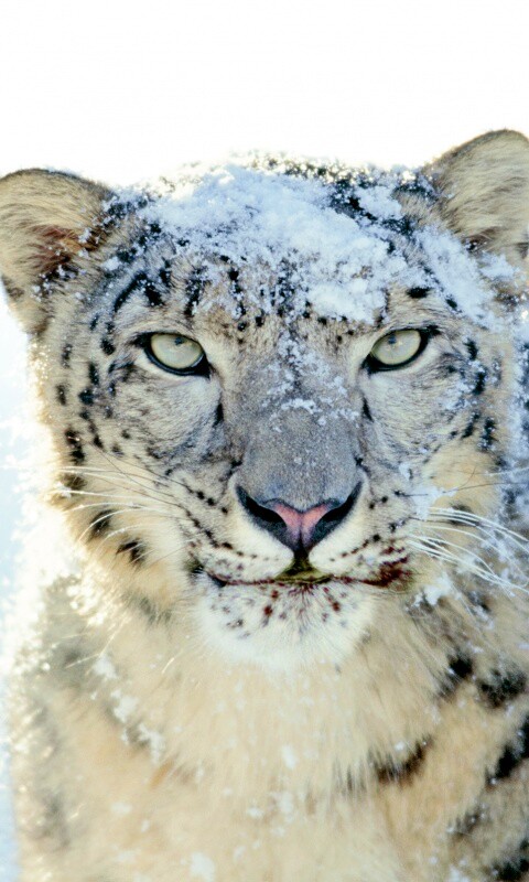 Снежный леопард обои