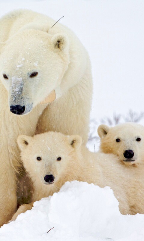 Белые медведи обои