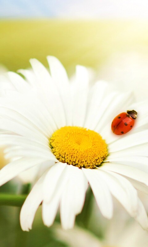 Божья коровка обои