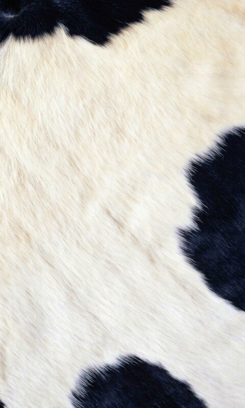 Шкура коровы обои
