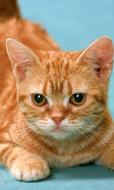 Котенок обои