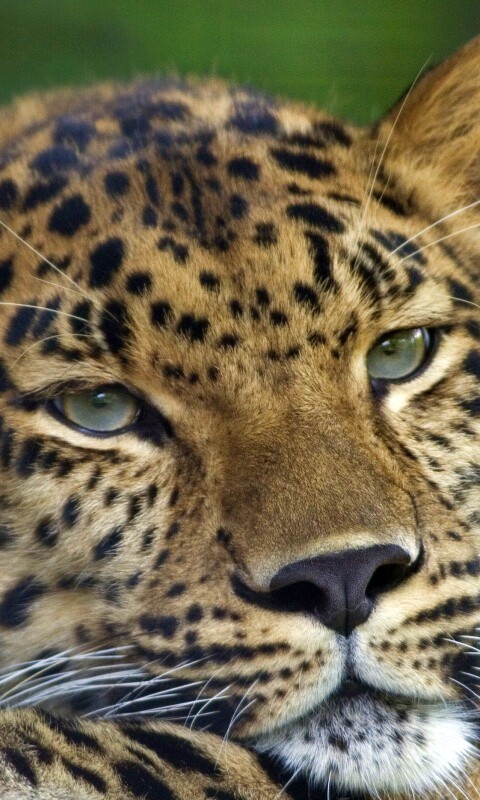 Злопасный ягуляр обои