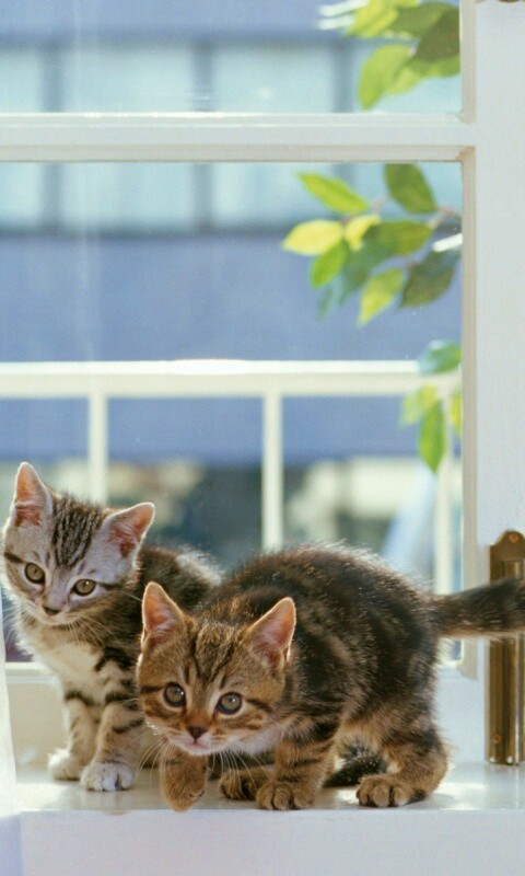 Милые котята обои