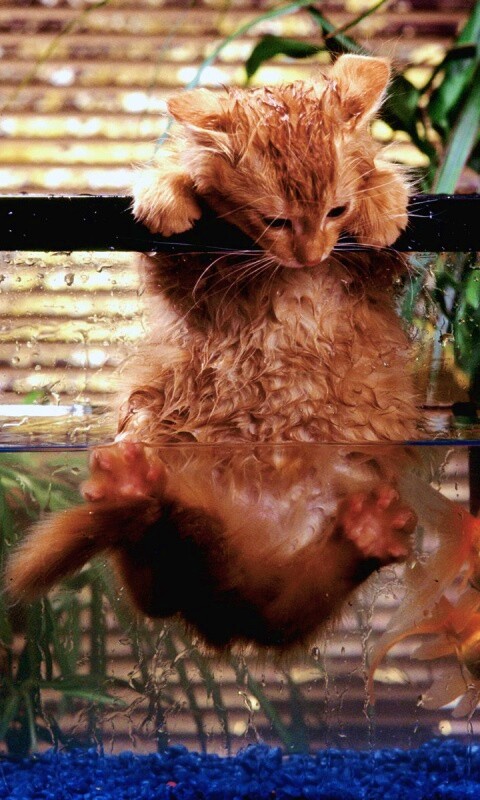 Мокрая киска обои