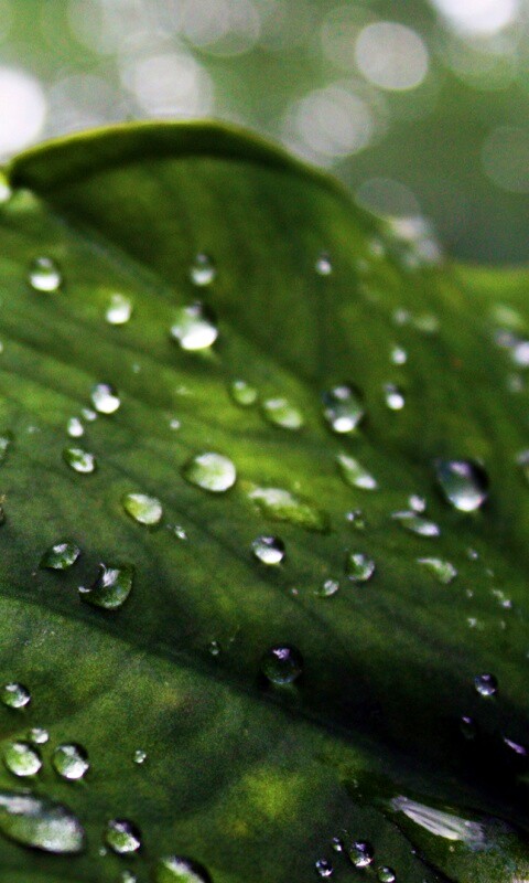 Роса на листке обои