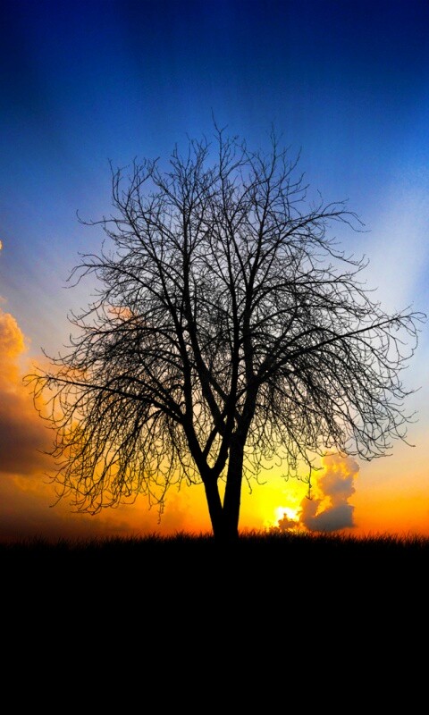 Дерево на закате обои