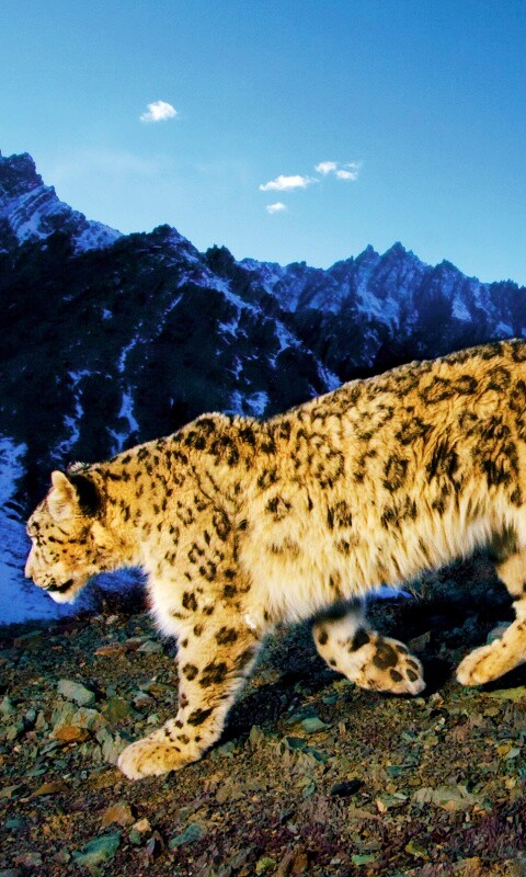 Леопард обои