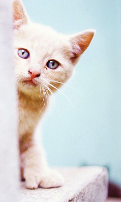 Котик из-за угла обои