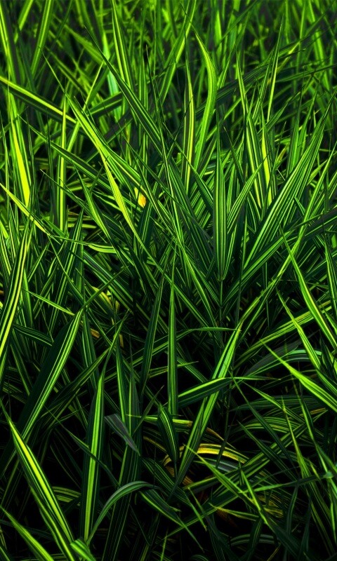 Дикая трава обои