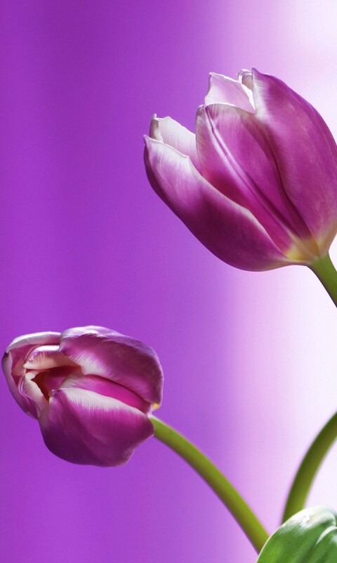 Сиреневые цветы обои