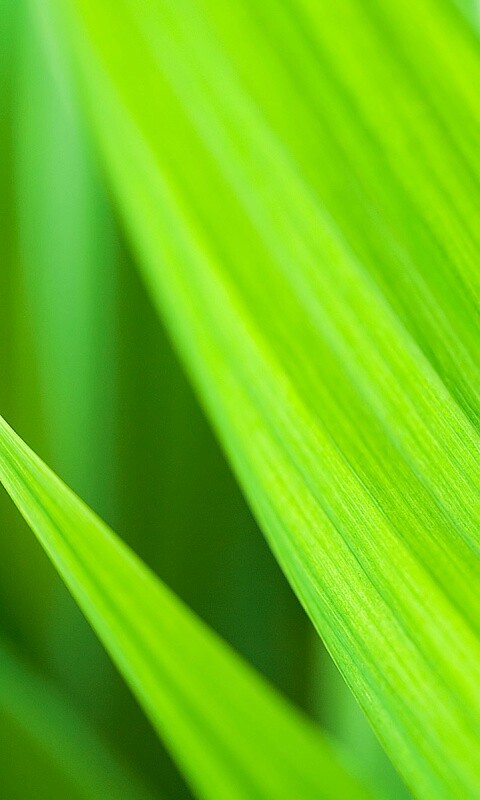 Идеальный кусочек зелени обои