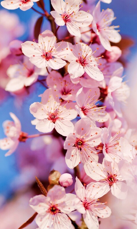 Цветение вишни обои