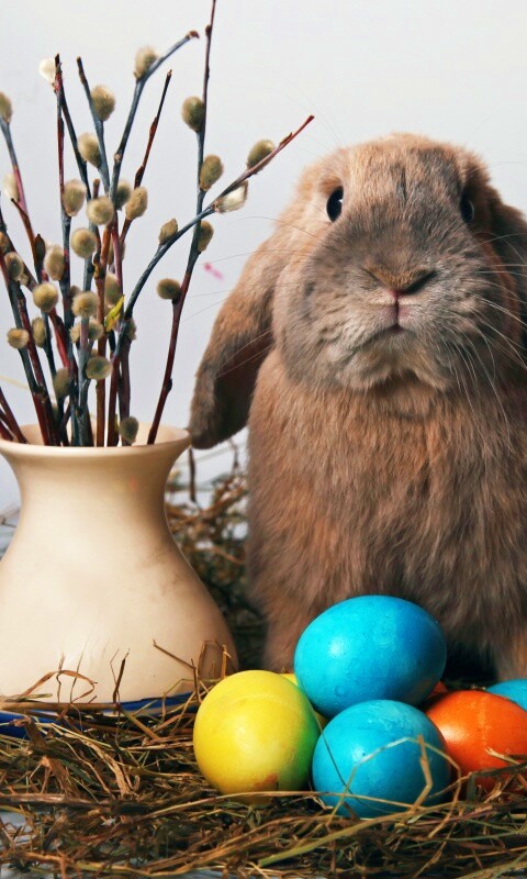 Пасхальный кролик обои