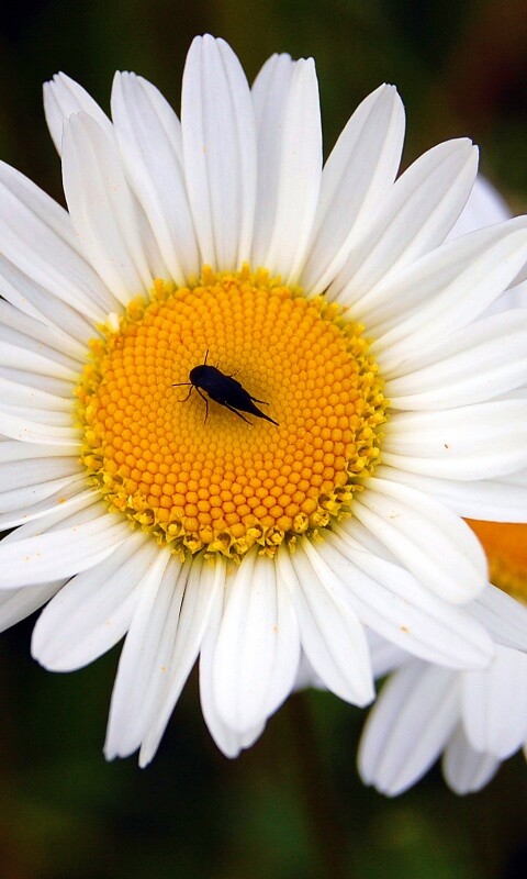 Ромашки обои