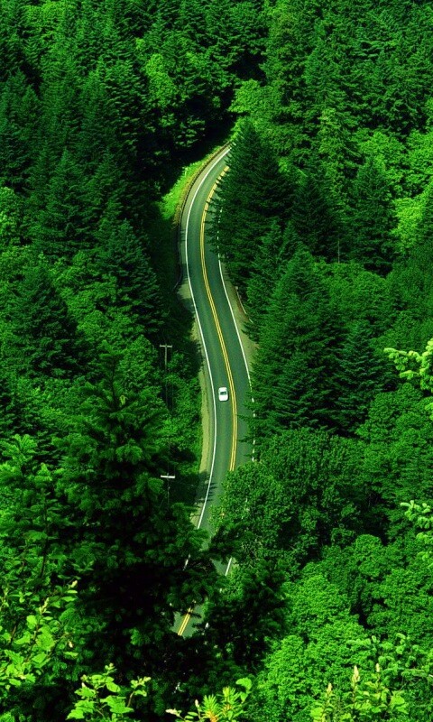 Лесная трасса обои