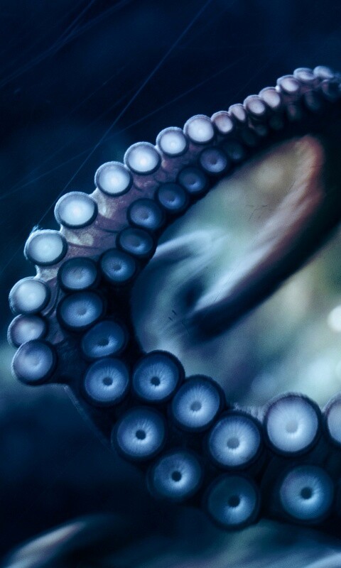 Щупальце обои