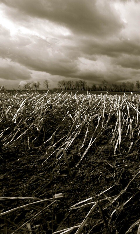 Убранное поле обои