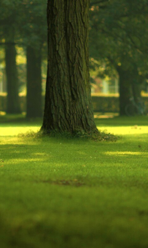 Ствол дерева обои