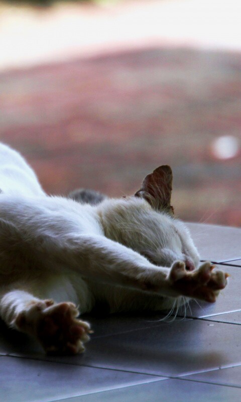 Потягивающаяся кошка обои