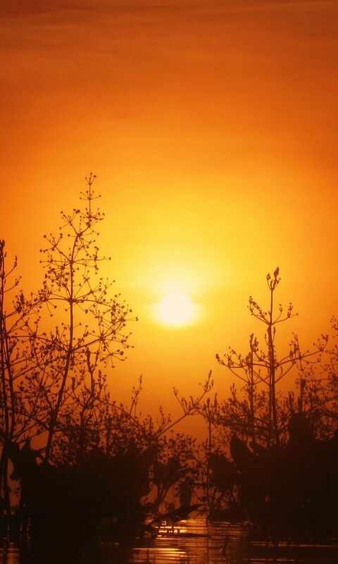 Доисторическое утро обои