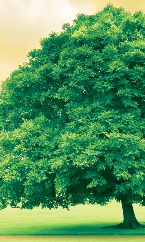 Зеленое ирландское дерево обои