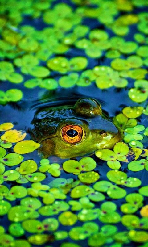 Маленькая лягушка обои