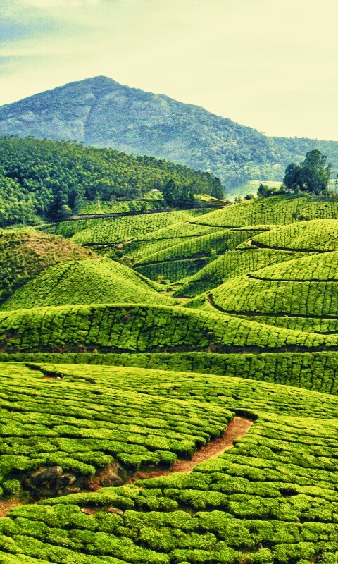 Плантации в Индии обои