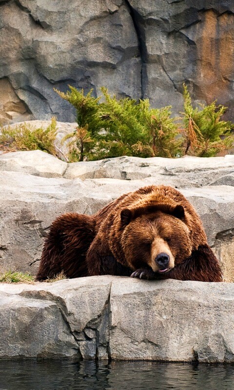 Медведь обои