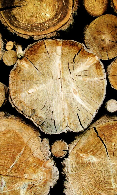 Древесный спил обои