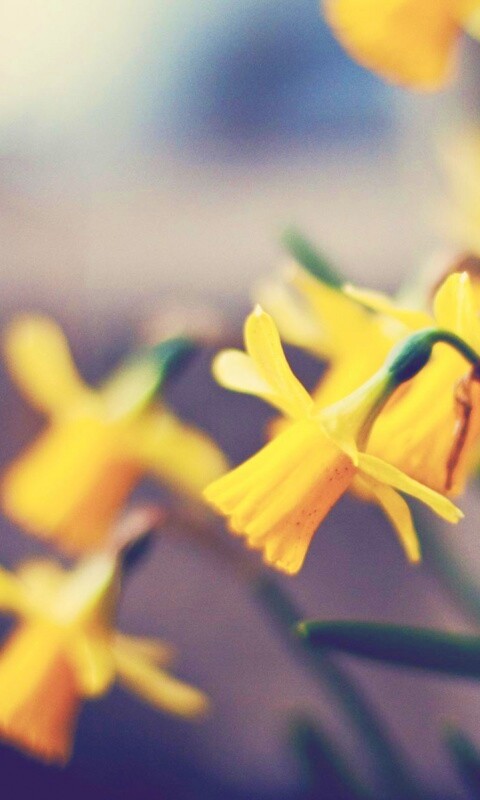 Нарциссы обои