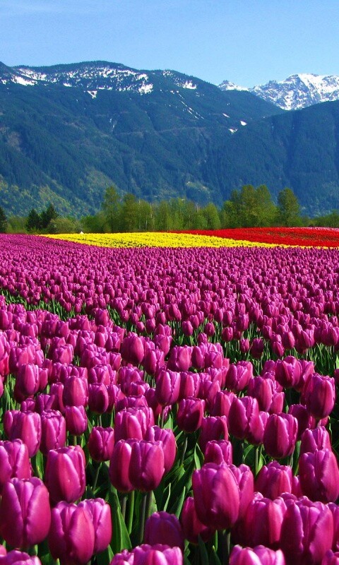 Поле тюльпанов обои