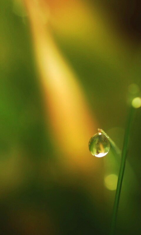Роса на травинке обои