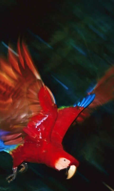 Рисованный ара обои