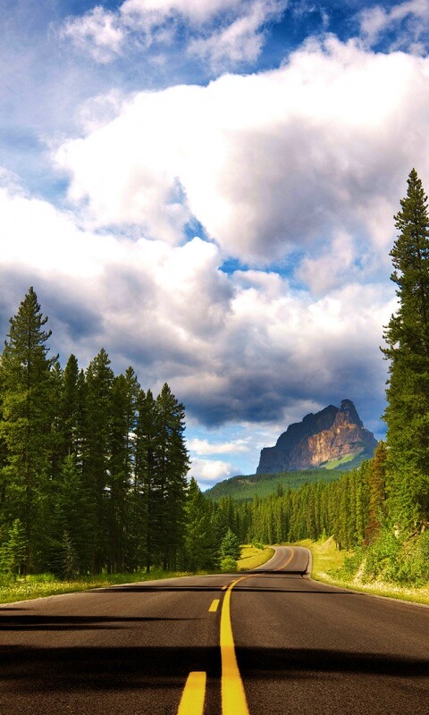 Красивая лесная дорога обои