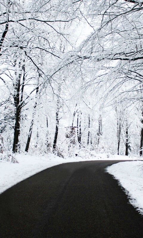 Дорога в зимнем лесу обои