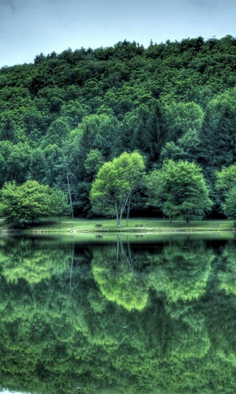 Лесной берег обои