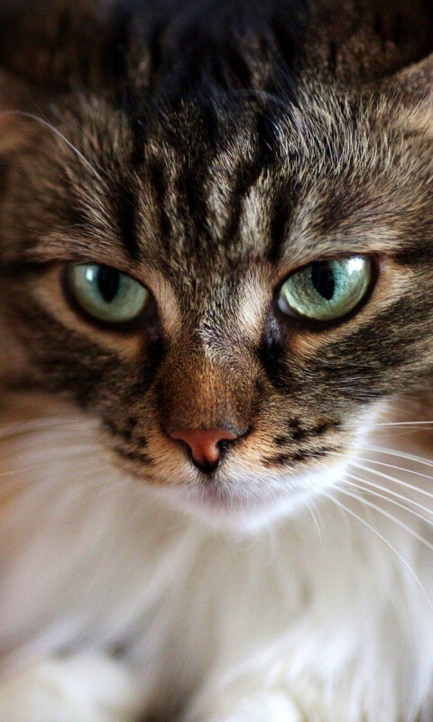 Суровый кот обои