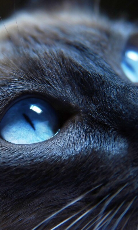 Кот с голубыми глазами обои