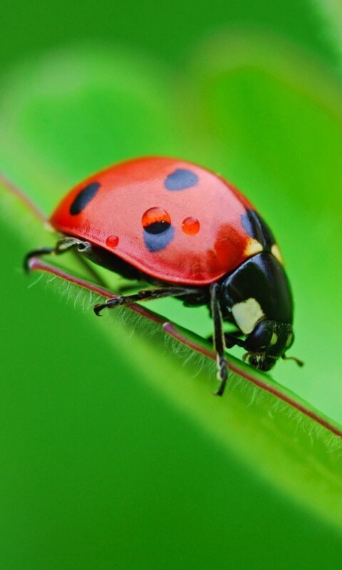 Божья коровка обои