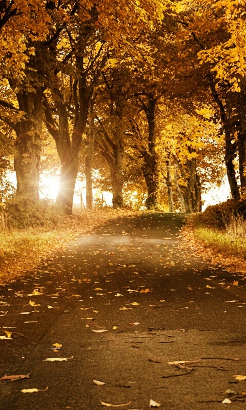 Дорога в осеннем парке обои