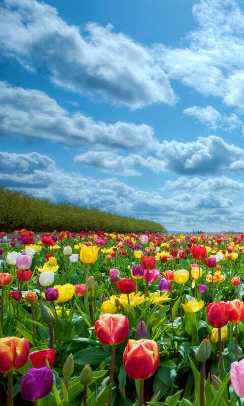 Поле тюльпанов обои
