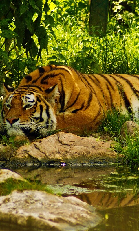 Тигр отдыхает обои