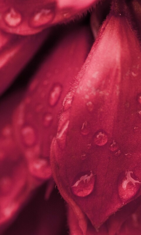 Лепестки обои