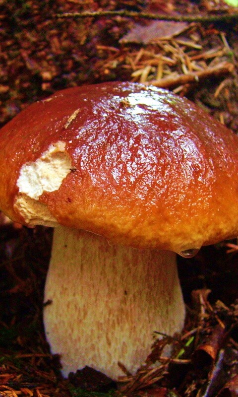 Белый гриб обои