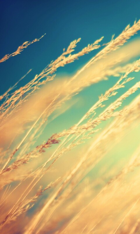 Колосья обои