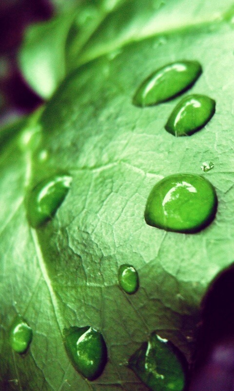 Капли росы на листе обои