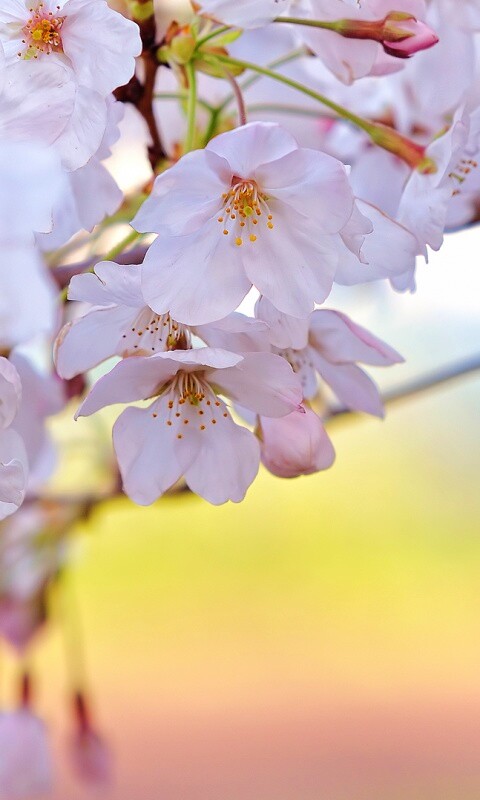 Цветение вишни обои